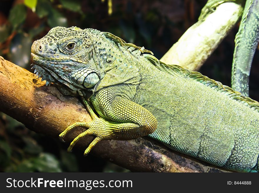 Beautiful iguana resting on branch