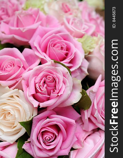 Close up of beautiful pink roses background. Close up of beautiful pink roses background