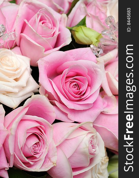 Close up of beautiful pink roses background. Close up of beautiful pink roses background