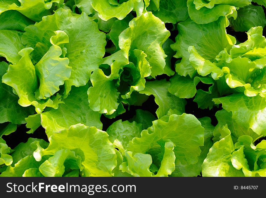 Close up of italian lettuce leaves background