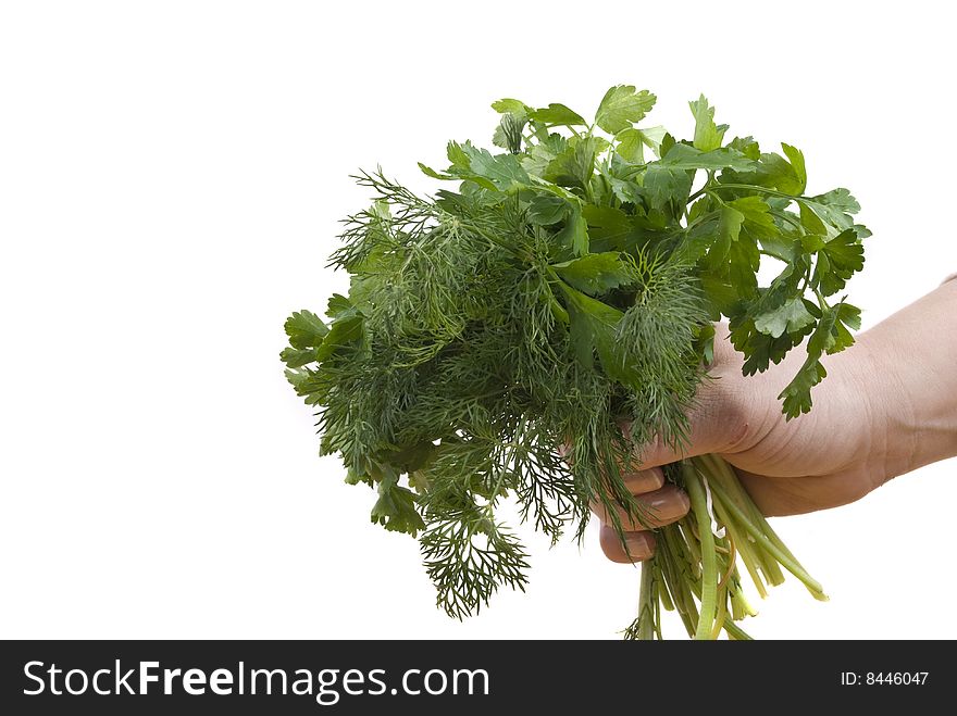 Woman hand hold a bunch of fresh parsley and dill isolated on white background and copy space.Check out also <a href=http://www.dreamstime.com/healthy-food-rcollection8217-resi828293>Healthy food</a>