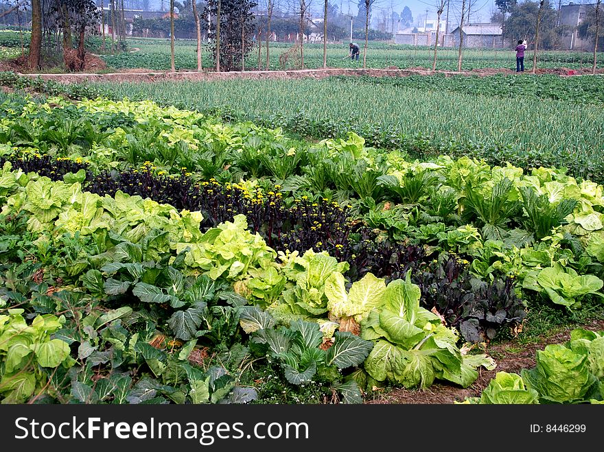 Neat rows of chard, cabbages, broccoli rabe, and green onions on a large Sichuan province farm in Pengzhou, China - Lee Snider Photo. Neat rows of chard, cabbages, broccoli rabe, and green onions on a large Sichuan province farm in Pengzhou, China - Lee Snider Photo.