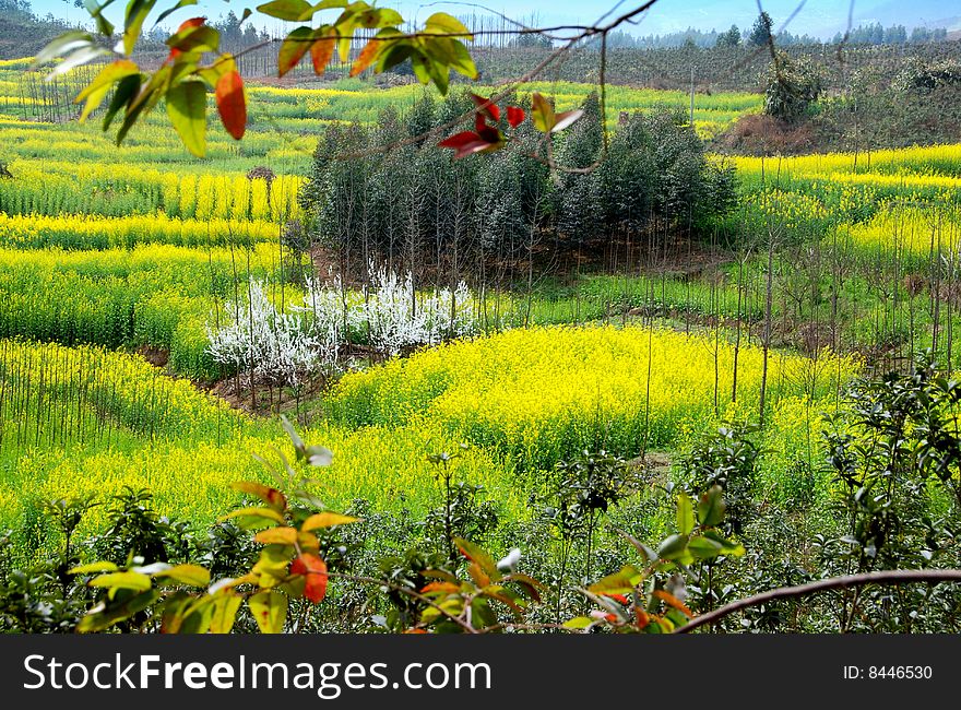 Vast fields of yellow rapeseed oil flowers, clusters of white flowering pear trees, and clumps of fir trees on Sichuan Province farmlands near Pengzhou, China - Lee Snider Photo. Vast fields of yellow rapeseed oil flowers, clusters of white flowering pear trees, and clumps of fir trees on Sichuan Province farmlands near Pengzhou, China - Lee Snider Photo.