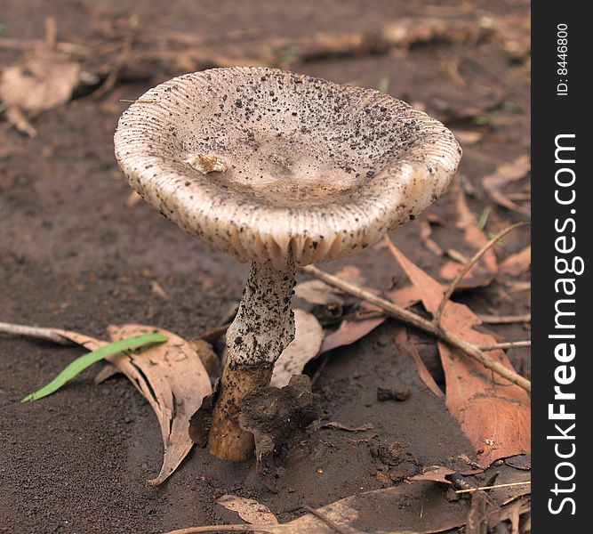 Common mushroom found on the forest floor in subtropical Queensland, Australia. Common mushroom found on the forest floor in subtropical Queensland, Australia