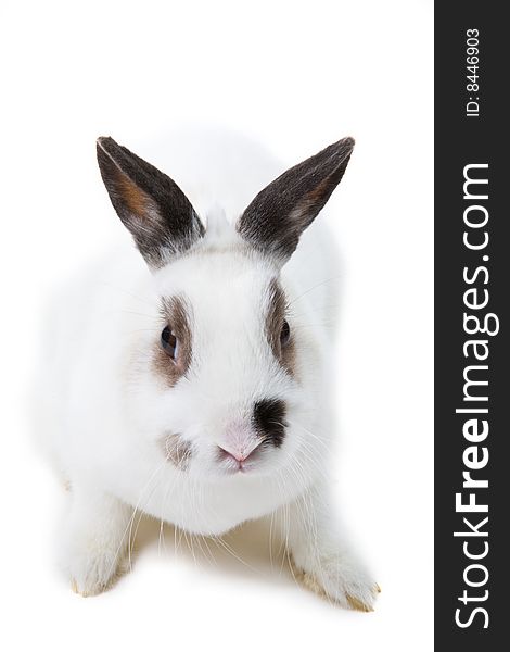 White rabbit isolated on white