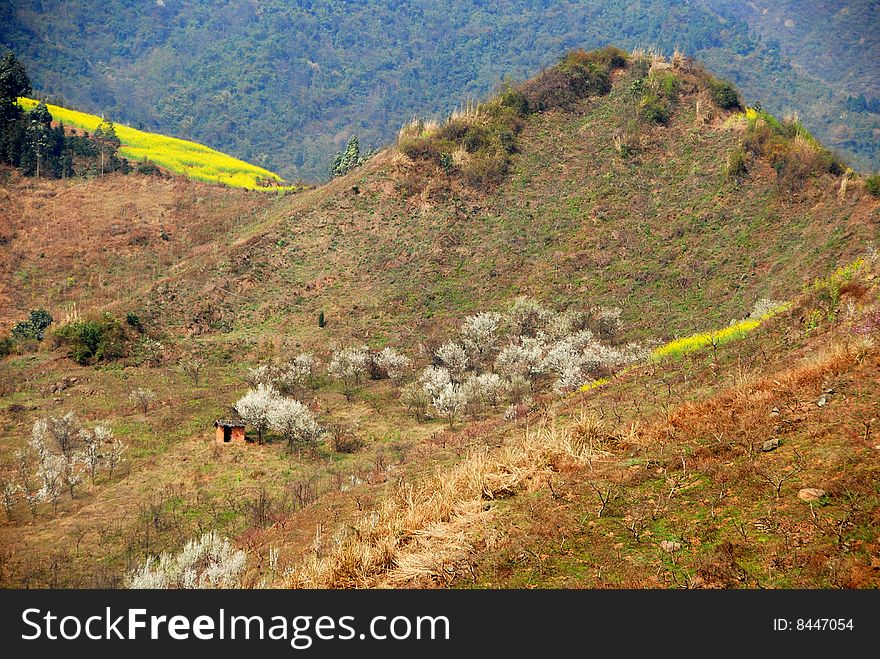 Spring flowering pear trees with white blossoms dot mountainsides in Sichuan province outside of Pengzhou, China - Lee Snider Photo. Spring flowering pear trees with white blossoms dot mountainsides in Sichuan province outside of Pengzhou, China - Lee Snider Photo.