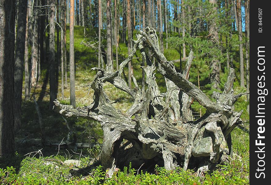 Pine Stump In The Karelian Forest