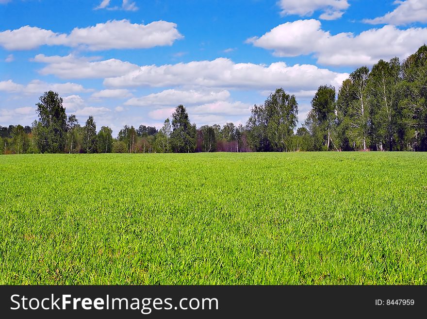 Landscape with green fields and forest. Landscape with green fields and forest