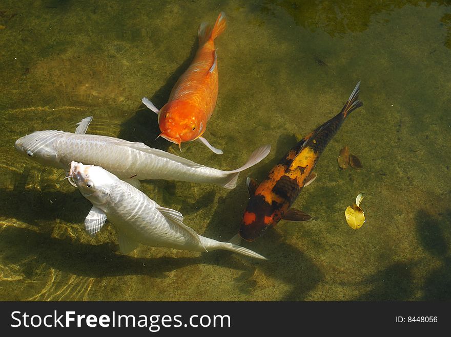 Four koi or carp fish of different colours in pond. Four koi or carp fish of different colours in pond