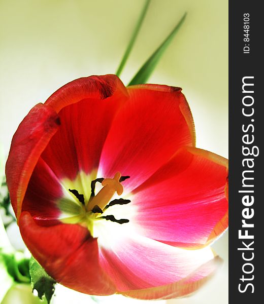 Red opened tulip under vibrant light. Red opened tulip under vibrant light
