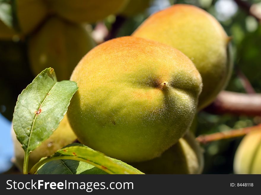 Beautiful fresh peaches on tree. Beautiful fresh peaches on tree