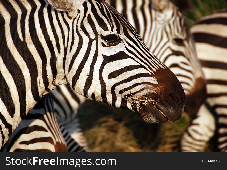 Closeup of a Zebra in Ngorongoro Crater, Tanzania. Closeup of a Zebra in Ngorongoro Crater, Tanzania.