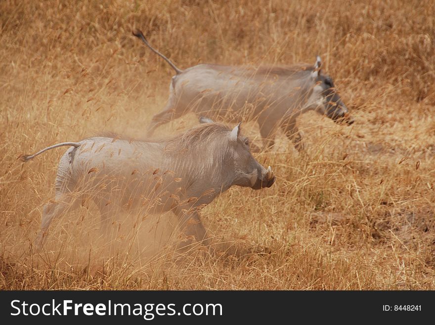 Two warthogs running across the Serengeti in Tanzania.