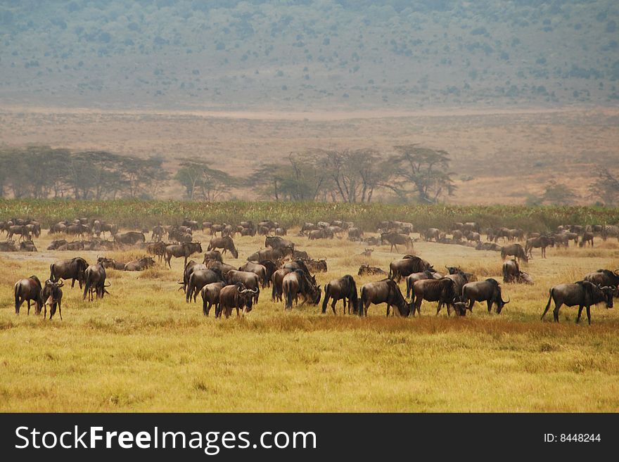 A herd of Wildebeast in the Ngorongoro crater, Tanzania. A herd of Wildebeast in the Ngorongoro crater, Tanzania.