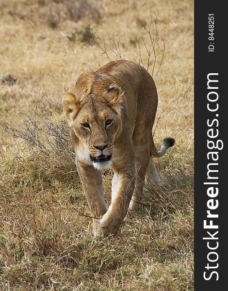 A lioness walking across the Serengeti in Tanzania. A lioness walking across the Serengeti in Tanzania.