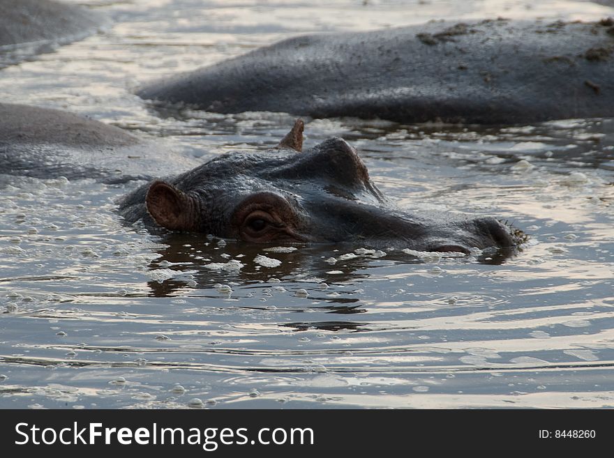 A Hippo peering above the water in a lake in the Serengeti.