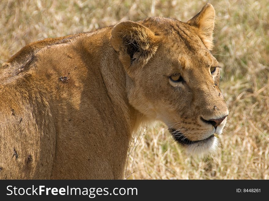 A closeup of a lioness sitting in the Serengeti, Africa. A closeup of a lioness sitting in the Serengeti, Africa.