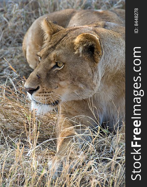 A closeup of a lioness in the Serengeti, Africa.