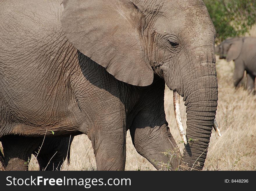 African elephant in the Serengeti, Africa.