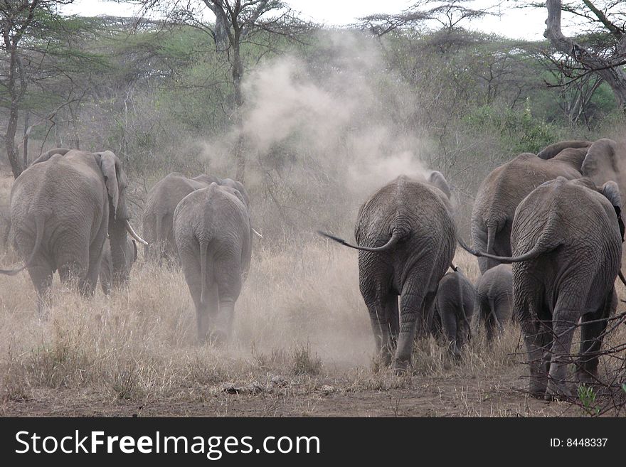 Herd of African elephants walking through the Serengeti.