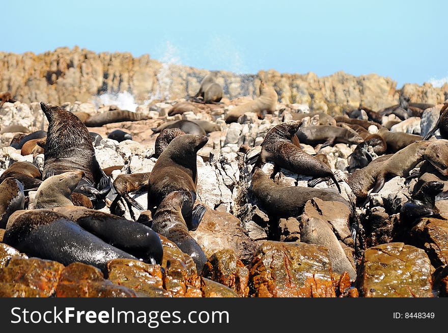 Seals On Dyer Island,South Africa