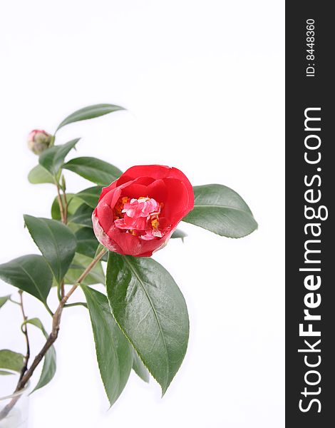 Red camellia