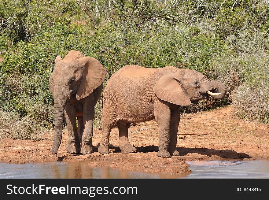 Young Elephants At Watering Place