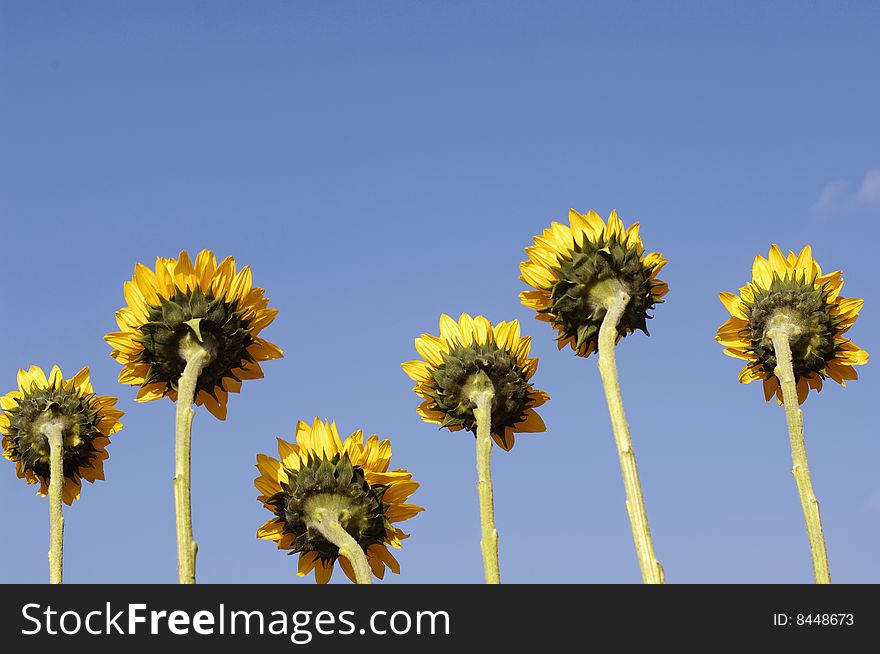 Close-up of yellow sunflower petals against blue sky