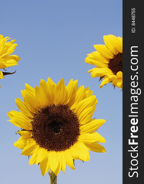 Close-up of yellow sunflower petals against blue sky