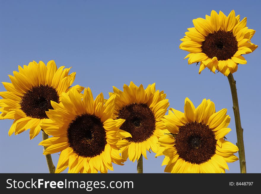 Close-up of yellow sunflower petals against blue sky