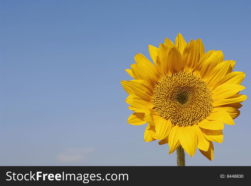 Sunflowers and the blue sky