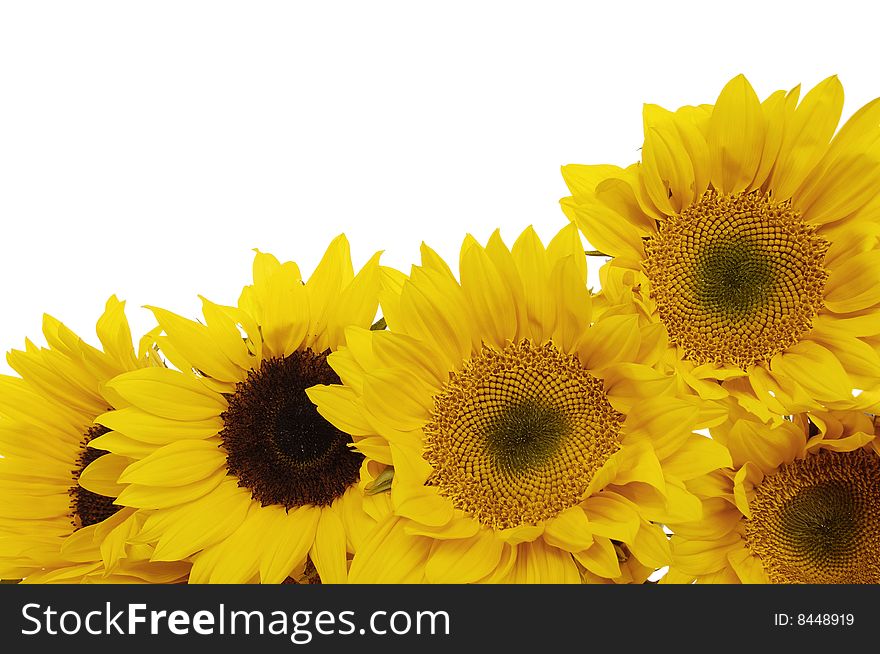 Sunflowers and the blue sky