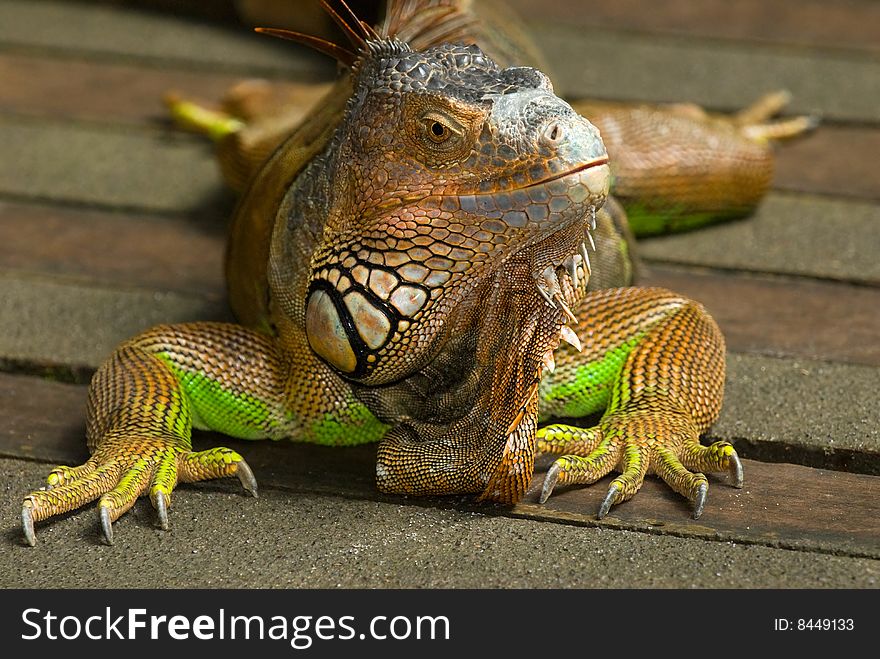 A colorful friendly iguana in a zoo. A colorful friendly iguana in a zoo
