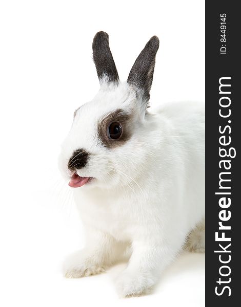 White rabbit isolated on with tongue. White rabbit isolated on with tongue