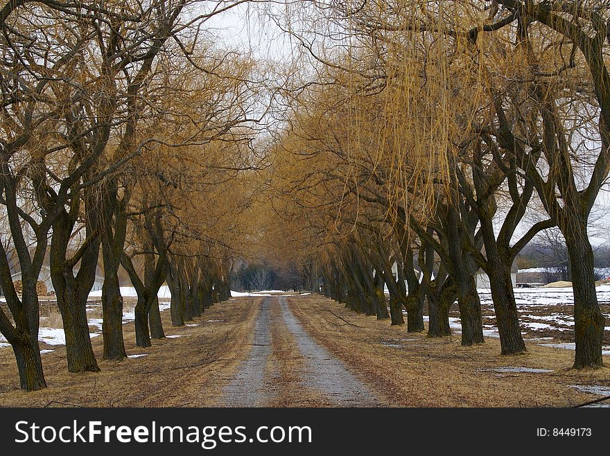 A country driveway between weeping willows. A country driveway between weeping willows.