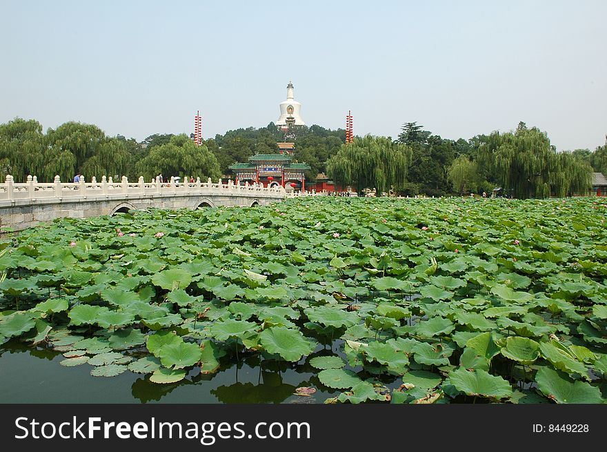 Lotus pool of Beihai Park of Beijing. Lotus pool of Beihai Park of Beijing.