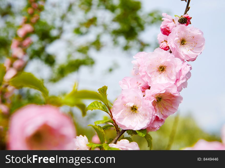 Spring cherry blossoms and blue sky