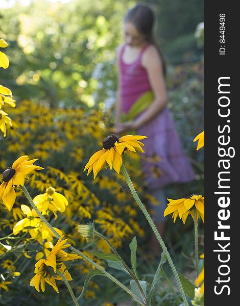 A young girl is softly focused behind a patch of Black-eyed Susan flowers on a warm summer day. A young girl is softly focused behind a patch of Black-eyed Susan flowers on a warm summer day