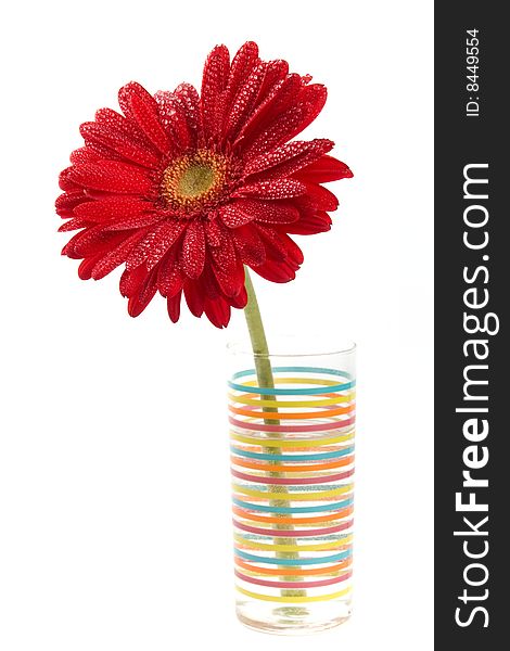 Red gerbera flower closeup on white background