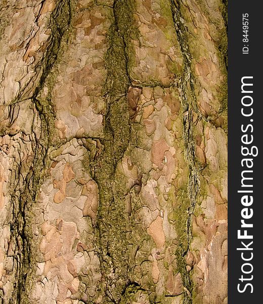 The green and brown bark on a tree. The green and brown bark on a tree