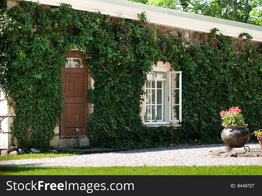 House wall cowered with plants in beautiful summer day