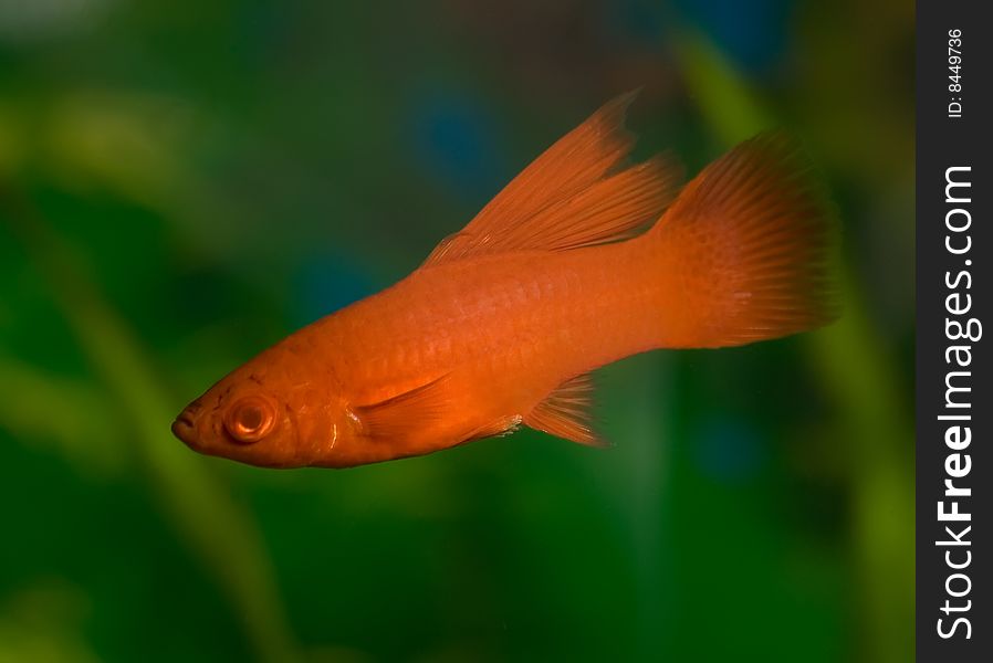 Aquarium fish of the red colour on background of the green plants