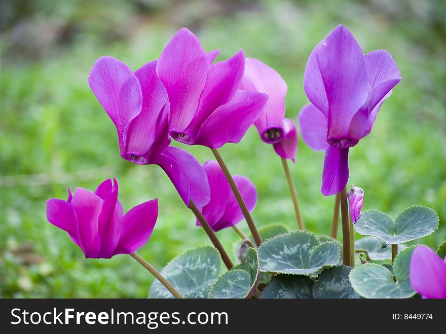 Cyclamen flower with blured green background