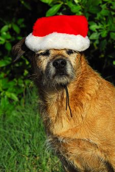 Dog Christmas Stock Images Dog Christmas Stock Images