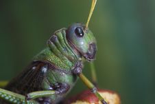 Giant South American Grasshopper Royalty Free Stock Photo Giant South American Grasshopper Royalty Free Stock Photo