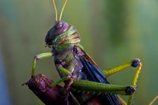 Giant South American Grasshopper Royalty Free Stock Image Giant South American Grasshopper Royalty Free Stock Image