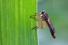 Carnivorous Tabanidae Stock Photography Carnivorous Tabanidae Stock Photography