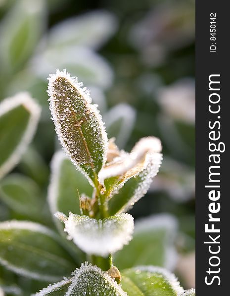 Hairy leaves covered with hoar