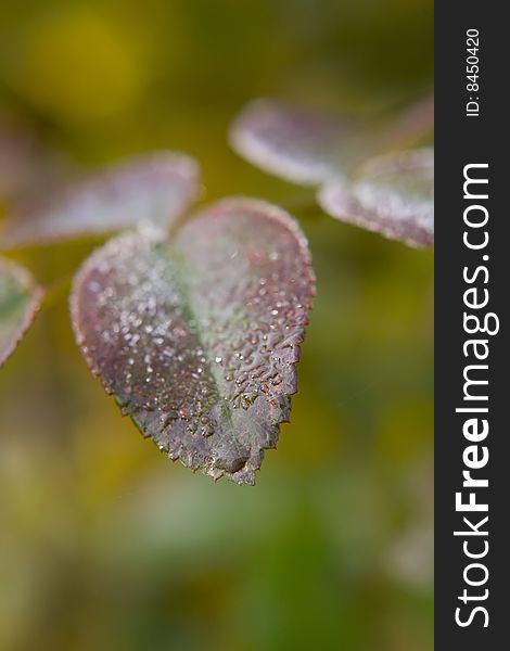 Colorful leaves covered by thawing hoar