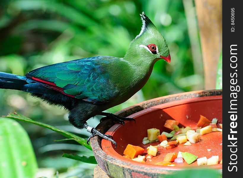 Colorful Livingstone Turaco having a meal